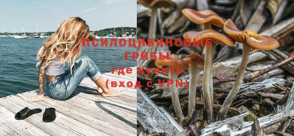 прущие грибы Алексеевка